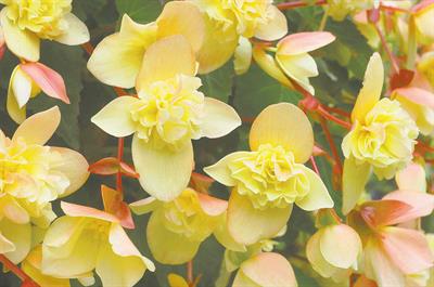 Begonia hiemalis